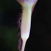 Image of Arisaema fimbriatum  Masters.