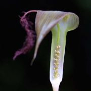Image of Arisaema fimbriatum  Masters.