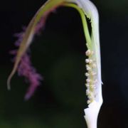 Image of Arisaema fimbriatum  Masters.