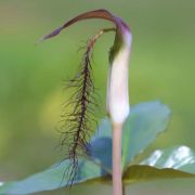 Image of Arisaema fimbriatum var. bakerianum Masters.