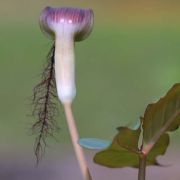 Image of Arisaema fimbriatum var. bakerianum Masters.