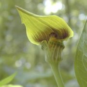 Image of Arisaema flavum  Schott.