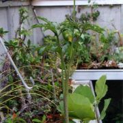 Image of Arisaema flavum  Schott.