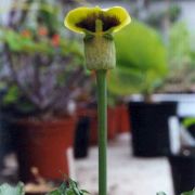 Arisaema flavum Schott