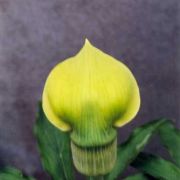 Image of Arisaema flavum  Schott.