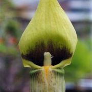Arisaema flavum Schott