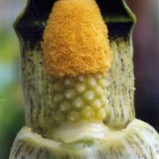 Arisaema flavum Schott
