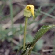 Image of Arisaema flavum  Schott.