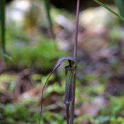 Image of Arisaema formosanum  (Hayata) Hayata.