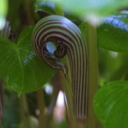 Image of Arisaema franchetianum  Engl..