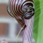 Image of Arisaema franchetianum  Engl..