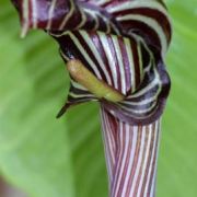 Image of Arisaema franchetianum  Engl..