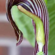 Image of Arisaema franchetianum  Engl..