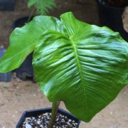 Image of Arisaema franchetianum  Engl..