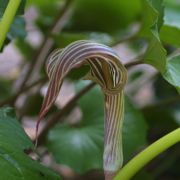 Image of Arisaema franchetianum  Engl..