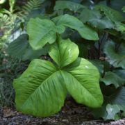 Image of Arisaema franchetianum  Engl..