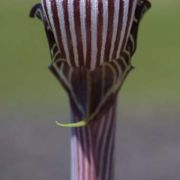 Image of Arisaema franchetianum  Engl..