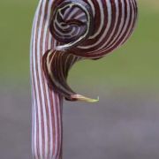 Image of Arisaema franchetianum  Engl..