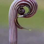 Image of Arisaema franchetianum  Engl..