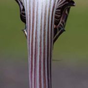 Image of Arisaema franchetianum  Engl..