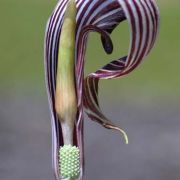 Image of Arisaema franchetianum  Engl..