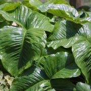 Image of Arisaema franchetianum  Engl..