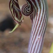 Image of Arisaema franchetianum  Engl..