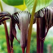 Image of Arisaema franchetianum  Engl..