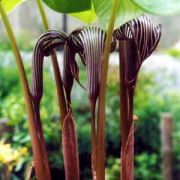 Arisaema franchetianum Engl.