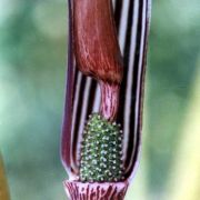 Image of Arisaema franchetianum  Engl..