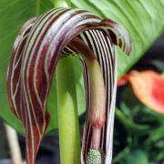 Image of Arisaema franchetianum  Engl..