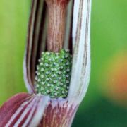 Image of Arisaema franchetianum  Engl..