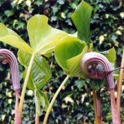 Image of Arisaema franchetianum  Engl..