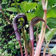 Image of Arisaema franchetianum  Engl..