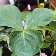 Image of Arisaema franchetianum  Engl..