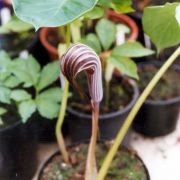 Image of Arisaema franchetianum  Engl..