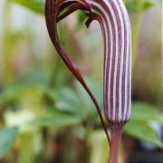 Image of Arisaema franchetianum  Engl..