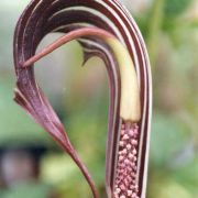 Image of Arisaema franchetianum  Engl..