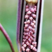 Image of Arisaema franchetianum  Engl..