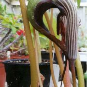 Image of Arisaema franchetianum  Engl..