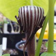 Image of Arisaema franchetianum  Engl..