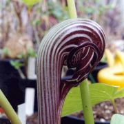 Arisaema franchetianum Engl.