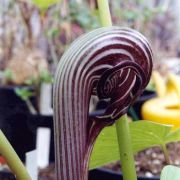 Image of Arisaema franchetianum  Engl..