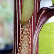 Image of Arisaema franchetianum  Engl..