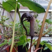 Image of Arisaema franchetianum  Engl..