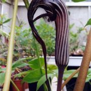 Image of Arisaema franchetianum  Engl..