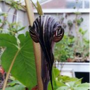 Image of Arisaema franchetianum  Engl..