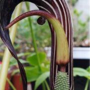 Image of Arisaema franchetianum  Engl..