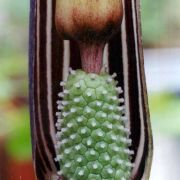 Image of Arisaema franchetianum  Engl..