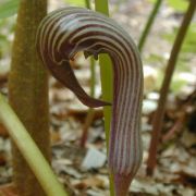 Image of Arisaema franchetianum  Engl..